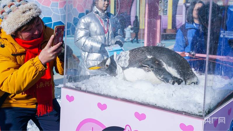 6大连冬泳公开赛本周末开启冰球突破豪华版手机版202